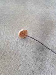 Paragymnopus perforans