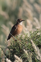 Chersomanes albofasciata albofasciata