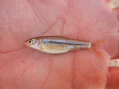 Notropis braytoni