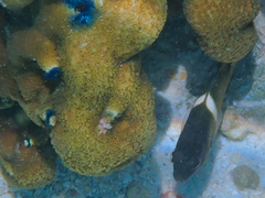 Chrysiptera biocellata