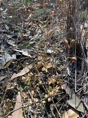 Pterostylis rufa