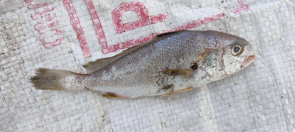 Kathala croaker (Kathala axillaris) — Sciaenidae
