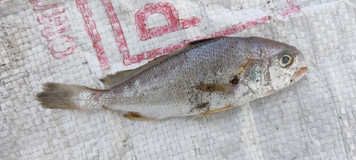 Kathala croaker (Kathala axillaris) — Sciaenidae