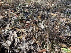 Pterostylis rufa