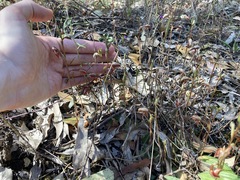 Pterostylis rufa