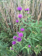 Cirsium vlassovianum