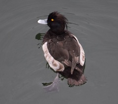 Aythya fuligula