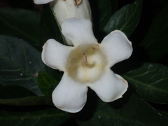 Rothmannia globosa
