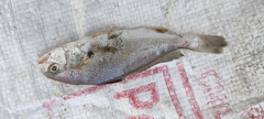 Kathala axillaris