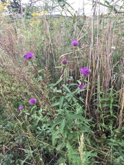 Cirsium vlassovianum