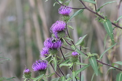 Cirsium vlassovianum