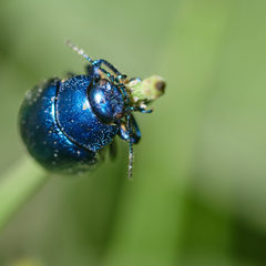 Chrysolina coerulans