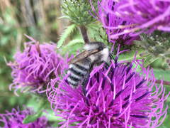 Bombus pseudobaicalensis