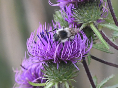 Bombus pseudobaicalensis