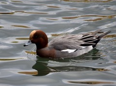 Mareca penelope