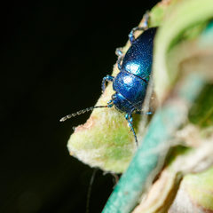 Chrysolina coerulans