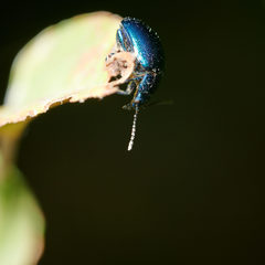 Chrysolina coerulans