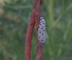 Yponomeuta liberalis