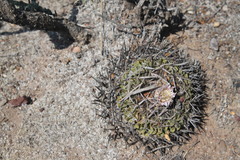 Echinofossulocactus pentacanthus