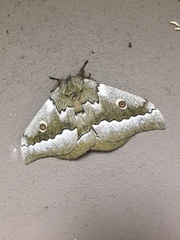 Gonimbrasia zambesina