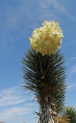 Yucca carnerosana