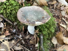 Russula azurea