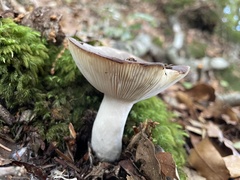 Russula azurea