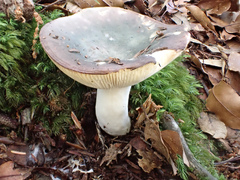 Russula azurea