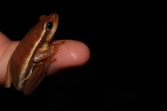 Hyperolius horstockii