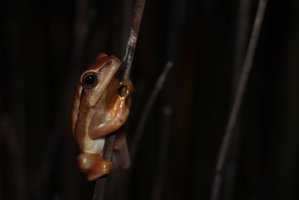 Arum Lily Frog