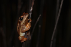 Hyperolius horstockii