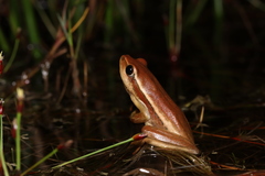 Hyperolius horstockii