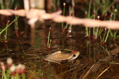 Hyperolius horstockii