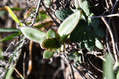 Orostachys maximowiczii