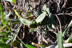 Orostachys maximowiczii