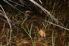 Hyperolius horstockii