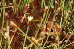 Hyperolius horstockii