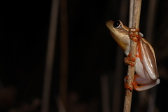 Hyperolius horstockii