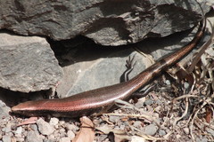 Chalcides coeruleopunctatus