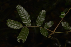 Cupaniopsis flagelliformis