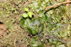 Anthoceros