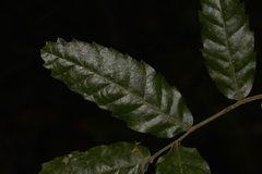 Cupaniopsis flagelliformis