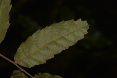 Cupaniopsis flagelliformis