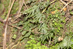 Symphyogyna hymenophyllum