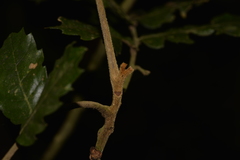 Cupaniopsis flagelliformis