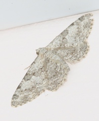 Eupithecia semigraphata