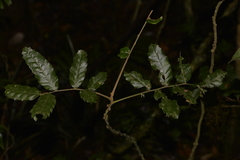 Cupaniopsis flagelliformis