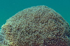 Euphyllia cristata