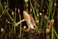 Hyperolius horstockii