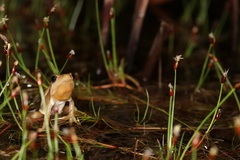 Hyperolius horstockii